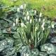 Snowdrops