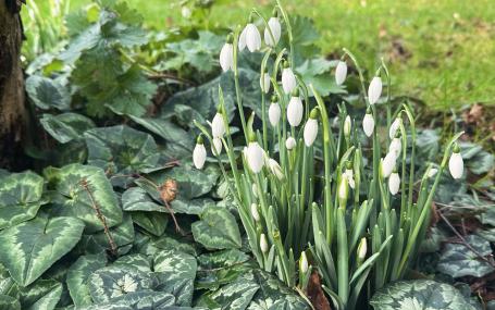 Snowdrops