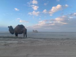 Company on the desert road into Kazakhstan