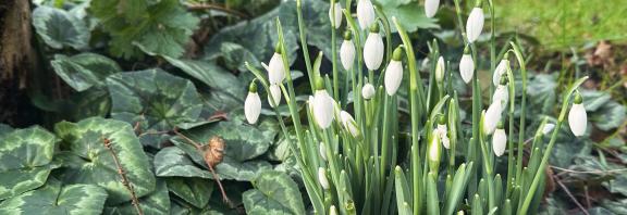 Snowdrops