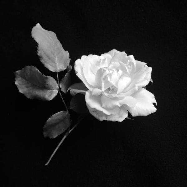 White Rose3